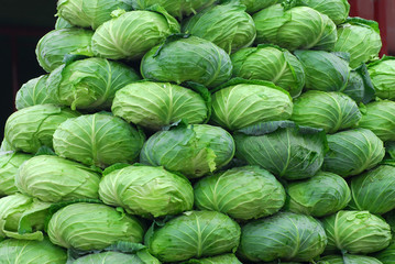Stacking fresh cabbage in pile