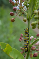 Monarch Larva on Milkweed