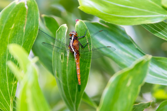 Hydrobasileus croceus Brauer, Amber-Winged Marsh dragonfly