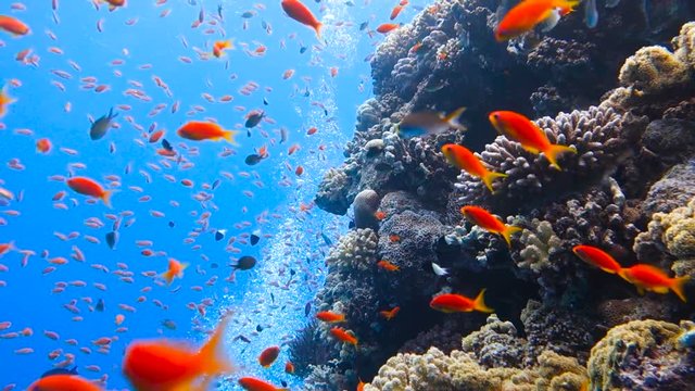 School of tropical fish in a colorful coral reef with water surface in background, Red sea, Egypt. Full HD underwater footage.