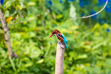 Kingfisher bird from Kerala India