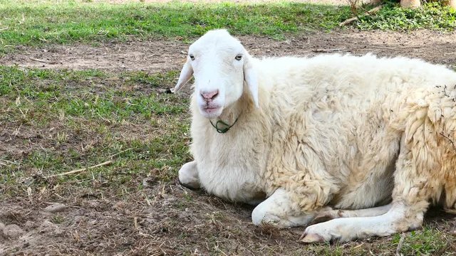 Closeup Sheep in the farm. Video