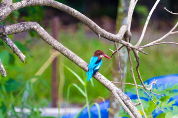 Kingfisher bird from Kerala India