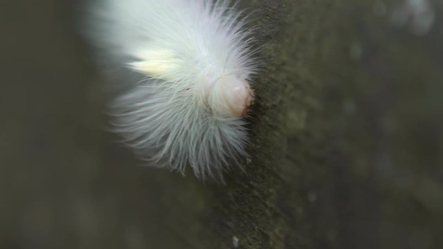 Slow motion of a hairy caterpillar Lophocampa caryae or hickory halisidota in wild of mountain Taiwan. Slow-mo hickory tussock at forest of Manyueyuan, national recreation area Xinbei-Dan