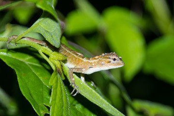 Chameleon with water drops on head after heavy rain