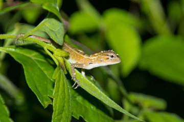 Chameleon with water drops on head after heavy rain