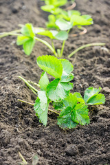 Strawberry plant in the garden. Selective focus.