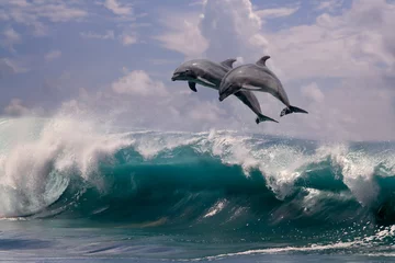 Fototapeten Zwei Delfine springen aus Meerwasser über Ozeanwelle © willyam