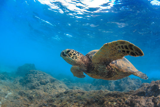 Sea turtle underwater against blue water background