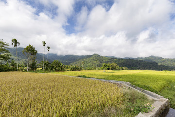 Fototapeta na wymiar Rice fields in Moni, East Nusa Tenggara, Indonesia.