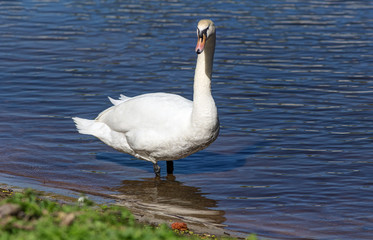 swan near the shore