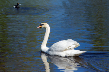 Obraz premium swan and duck