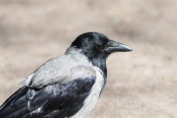 portrait of a gray crow
