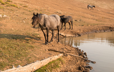 Chestnut Liver Bay Stallion with herd of wild horses at waterhole in the Pryor Mountains Wild Horse...