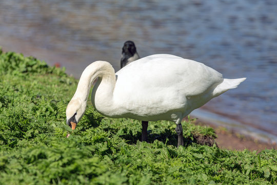 swan is eating grass