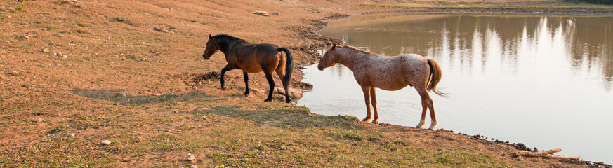 Red Roan Stallion and Bay Mare wild horses at waterhole in the Pryor Mountains Wild Horse Range in...