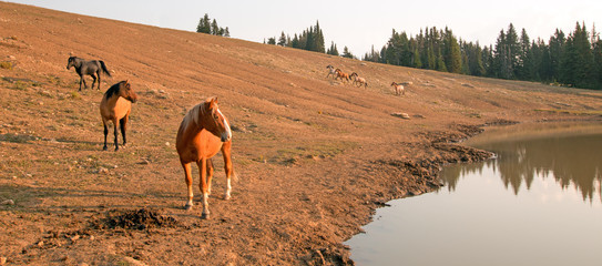 Young Bay Stallion with herd of wild horses at waterhole in the Pryor Mountains Wild Horse Range in...