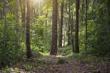 Fototapeta premium Green forest and autumn in national park Phu Kradueng Loei Thailand.