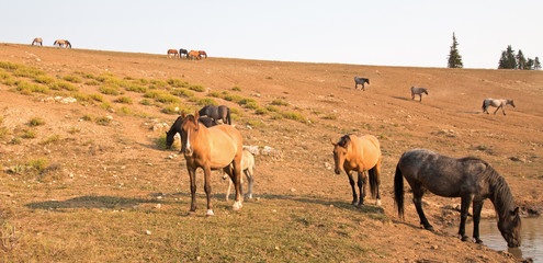 Herd of feral wild horses at waterhole in the Pryor Mountains Wild Horse Range in Montana United...