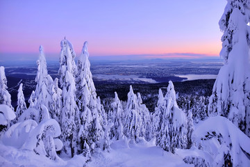 Obraz premium Vancouver skyline at sunrise from Cypress Mountain in winter. Trees covered with snow after heavy snowfall. View of Vancouver downtown, Ehglish Bay and Vancouver Island. British Columbia. Canada.