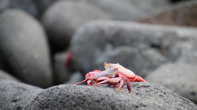 Sally lightfoot crab (Grapsus grapsus) on North Seymour island, Galapagos National Park, Ecuador