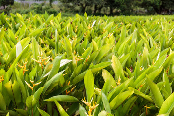Green Garden in Summer with Fresh Bright Plants in a Sunny Day