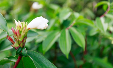 White Flower Is Beautifully Blooming Surrounded by Green Leaves