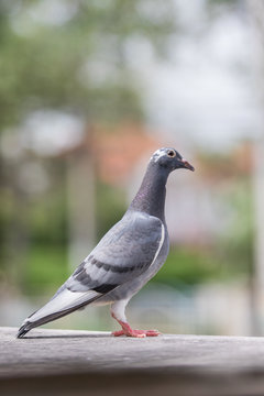 full body of homing pigeon bird standing on home loft