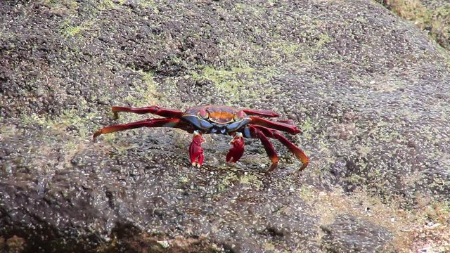 Sally lightfoot crab (Grapsus grapsus) feeding on Chinese Hat island, Galapagos National Park, Ecuador