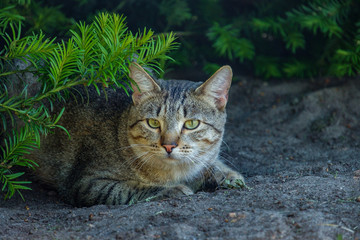cat hiding under the pine tree