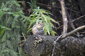 Cute grey squirrel eating in the park