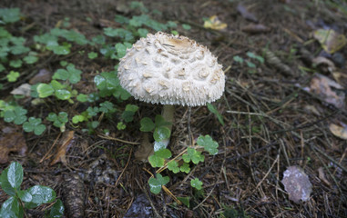 fish eye view of mushroom in forest