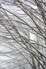 snow covered branches texture