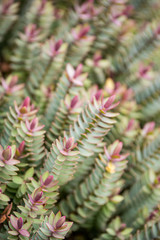 plants covered background texture