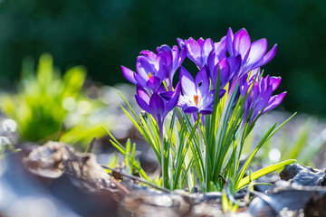 bunch of purple Crocus with blur background - 182793533