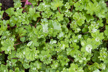 clover leaves with rain drops background