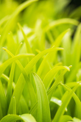 bright green grass background texture