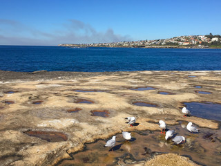 Seagulls overlooking Sydney beach
