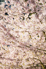 pink cherry blossom