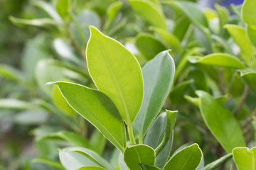 Leaves of young leaves.