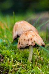 two mushrooms on the grass close-up