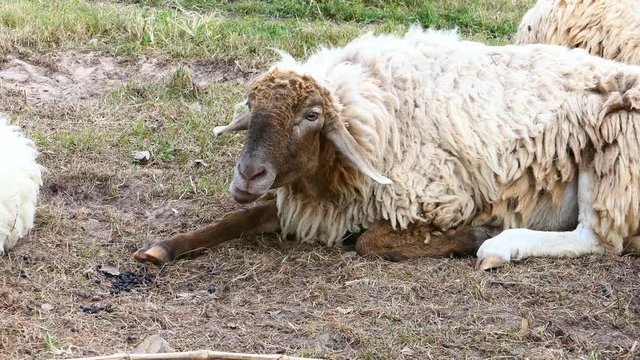 Closeup Sheep in the farm. Video