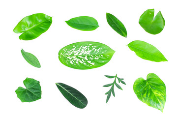 different tropical green leaves on white background
