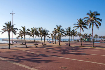 Palm Trees and Coastal Blue Sky Beachfront Landscape