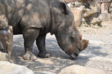 Obraz premium サイ サファリパーク 動物園 サバンナの生き物