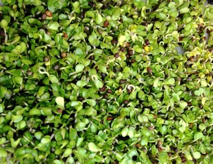Healthy eating. Sprouts watercress in a landless soil from wet gauze, hydroponic growing at home. Photo taken with iPhone