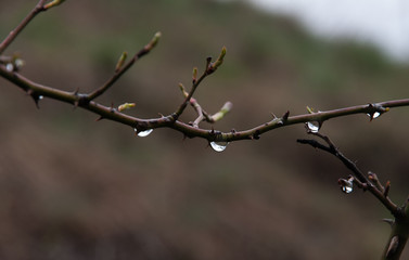 Branch with drops of water