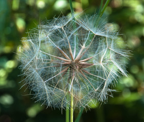Fototapeta premium Dandelion