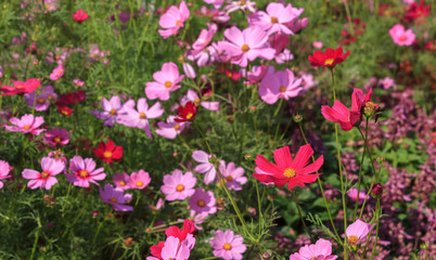 Cosmos flowers in the garden.