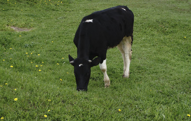 Beautiful black and white little calf in green grass in Poland in gallop